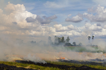 Fototapeta premium Burning rice stubble may cause smoke pollution is harmful