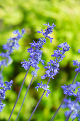 Blue Salvia (salvia farinacea) flowers