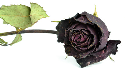 rose dried  flower with dried leafs isolated white background