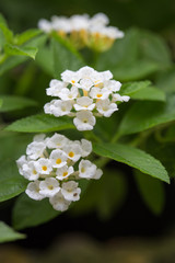 Obraz na płótnie Canvas white lantana flower