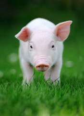 Young pig in grass