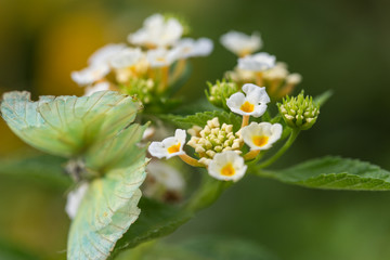 Obraz premium lantana camara flower
