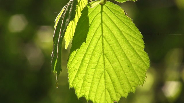 Green young leaf in a sunlight shakes on a wind
