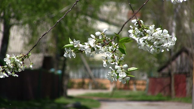 Branch of  tree blossoming by white color