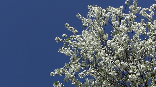 Beautiful tree blossoming  white color against  blue sky