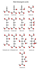 Structural chemical formulas of basic bioorganic acids