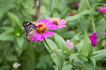 Butterfly feeding on zinnia flower
