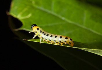 Caterpillar on oak leaf