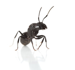 Ant portrait
