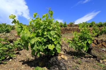 Fototapeta na wymiar Vigne, vignoble de Banyuls 