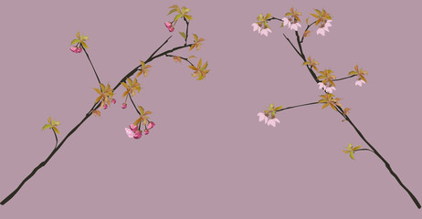 Obraz na płótnie Canvas dark and light pink cherry tree blossoms