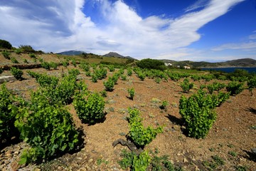 Obraz premium Vignoble et terroir de Collioure et Banyuls
