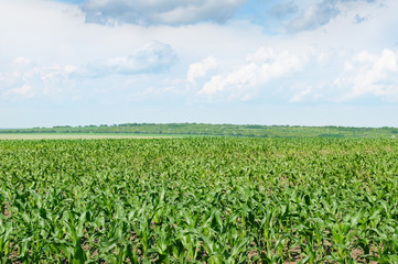 Fototapeta na wymiar corn field with the young shoots