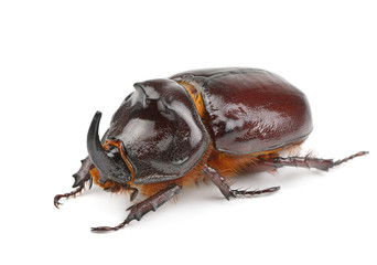 rhinoceros beetle isolated on white background