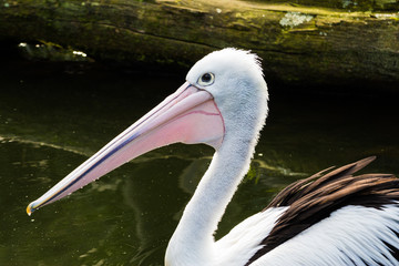 Pelican