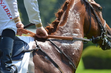 chevaux de courses
