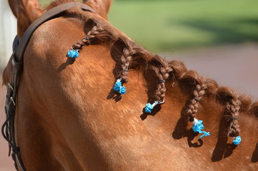 chevaux de courses
