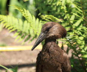 portrait de l'ombrette du sénégal