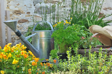 arrosoir dans les plantes aromatiques © coco