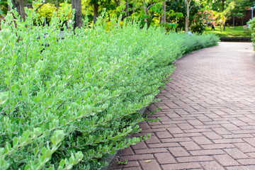 Obraz premium plant around sidewalk