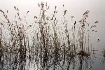 Obraz premium misty morning by the river