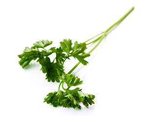 sprig of parsley isolated on white