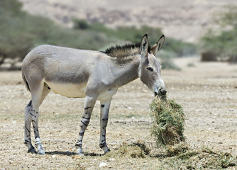 Somali wild ass (Equus africanus) in nature reserve
