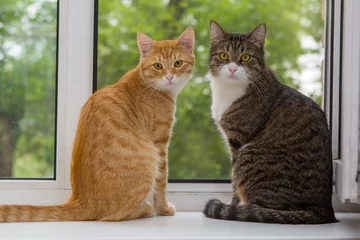 Rolgordijnen Two cat sitting on the window sill © Okssi