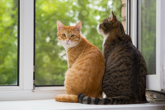 Two cat sitting on the window sill