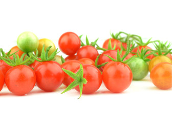 Tomato branch