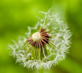 Dandelion on a green background