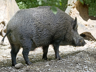 Wild boar