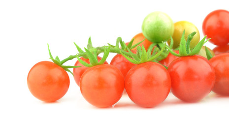 Tomato branch