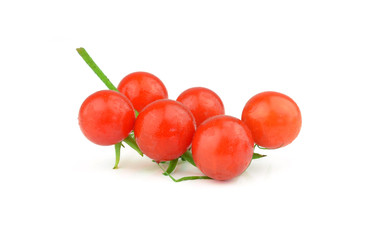 Tomato branch