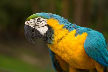 Portrait of Macaw Parrot