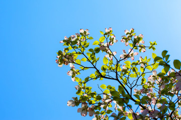 Branches of dogwood (Cornus florida) and blue sky