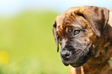 Mastiff dog