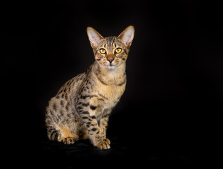 Obraz premium Purebred cat