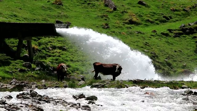 Vache cherchant de la fraicheur