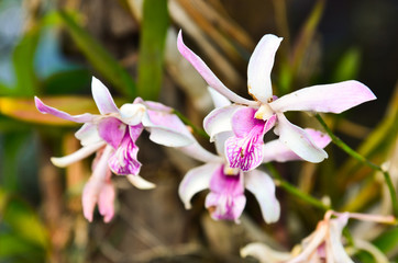 Beautiful purple orchid