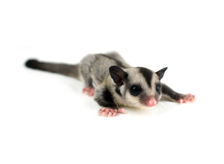 Naklejka premium Flying squirrel, Sugarglider isolated on white
