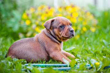 staffordshire bull terrier puppy