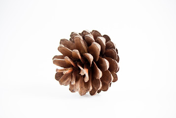 Pine-cones isolate on white