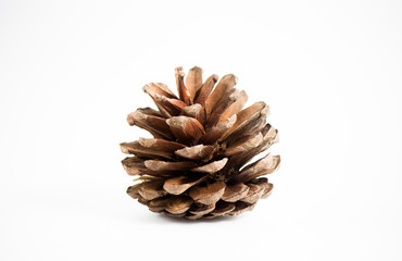 Pine-cones isolate on white