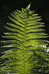 fern in sunlight