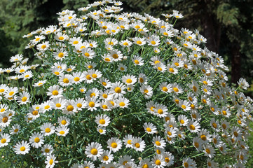 Margeriten - Leucanthemum