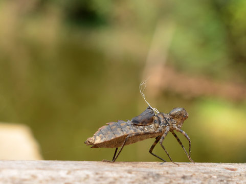 Dragonfly Larva