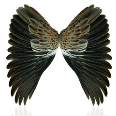 Pinion on the sprawling white