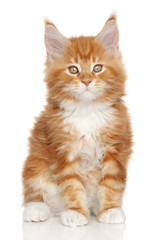 Obraz premium Maine Coon kitten