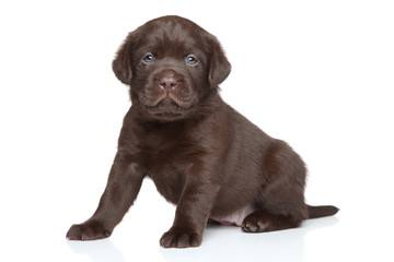 Chocolate Labrador puppy